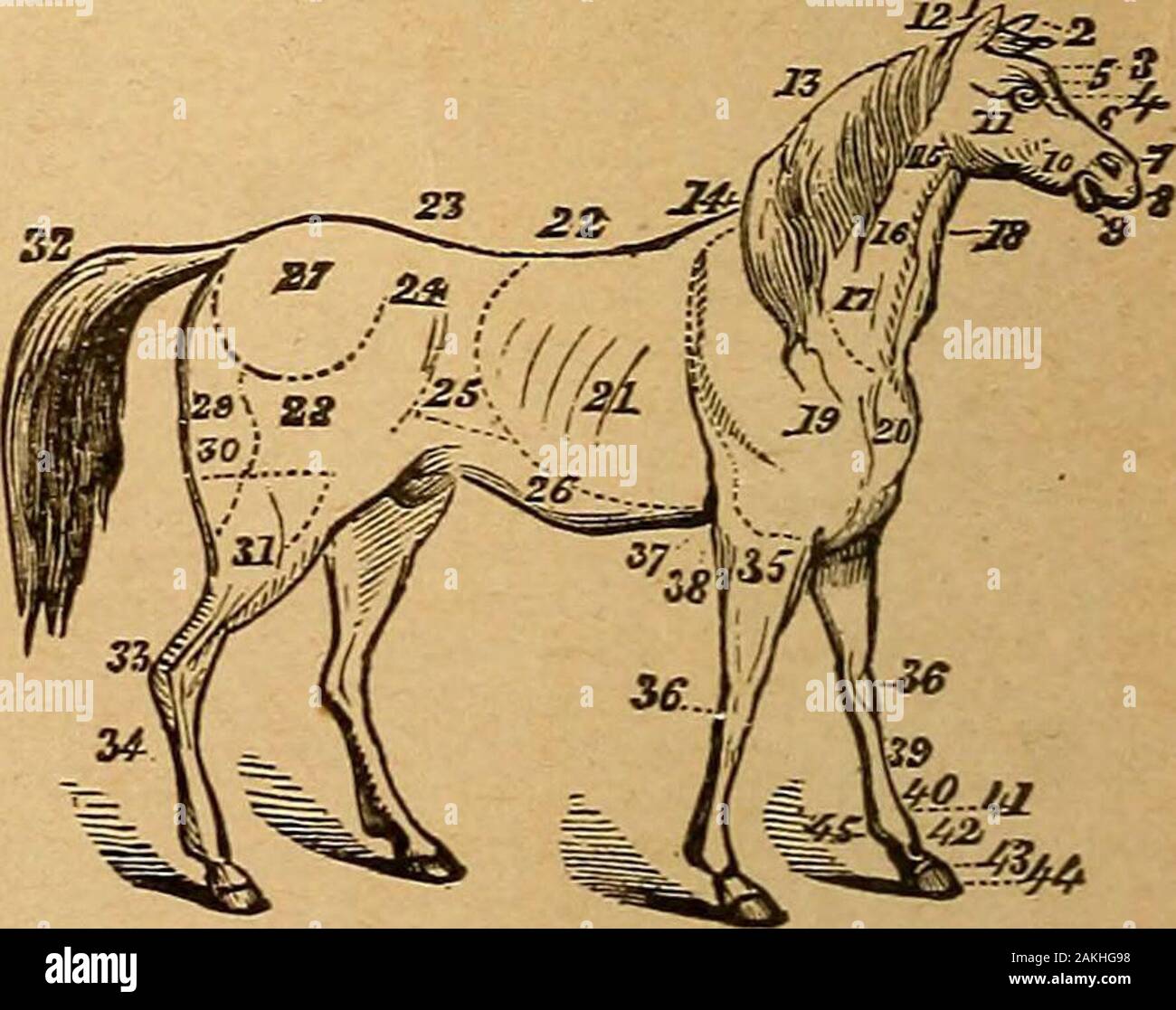 Parotidglands hires stock photography and images Alamy