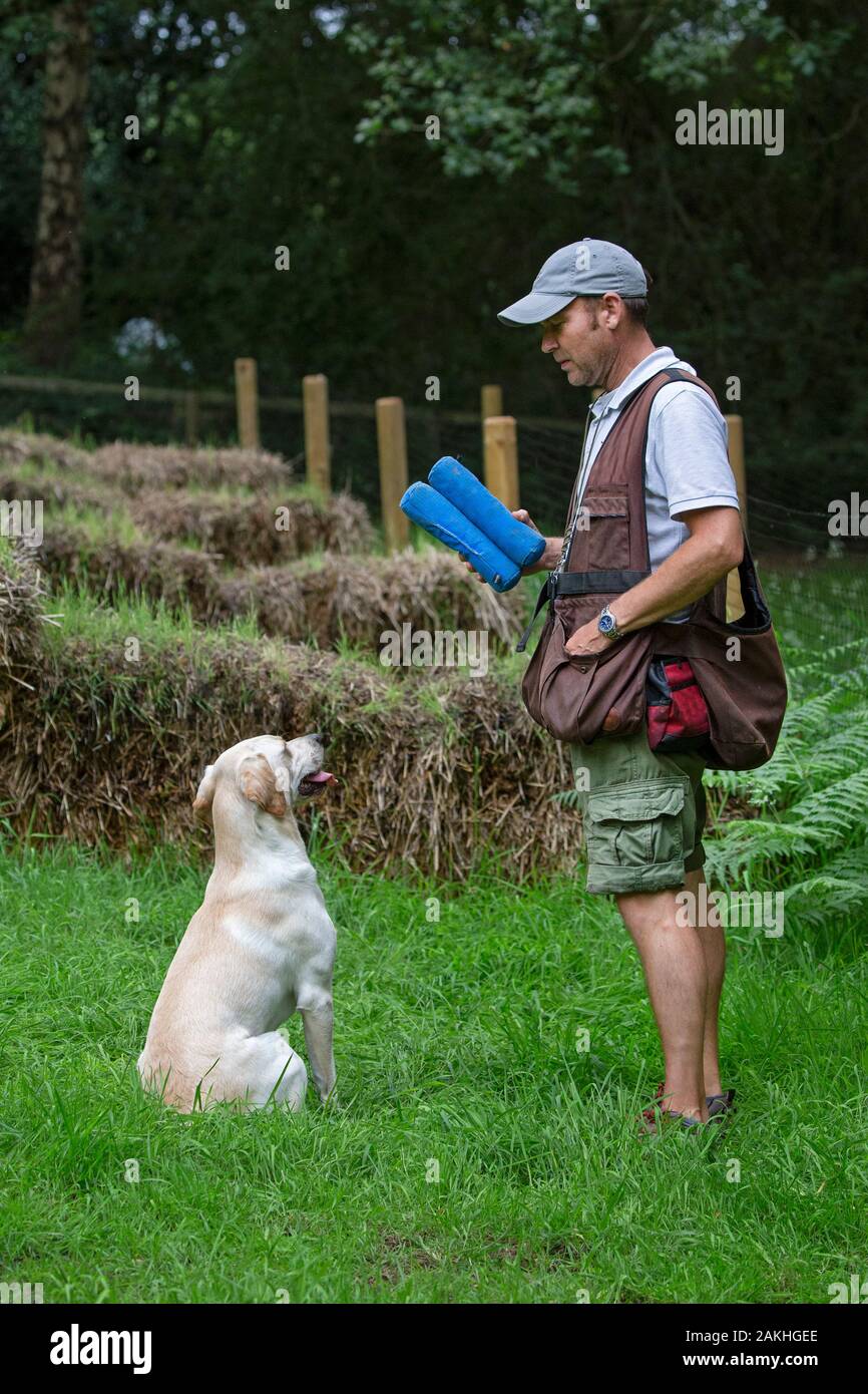 Gun dog trainer with Labrador and dummies training working dog Stock Photo