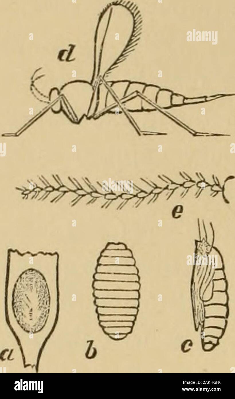 Insects injurious to fruits . of the female, muchenlarged). This gnat is found in almost every cranberry- 374 INSECTS INJURIOUS TO THE CRANBERRY. Fig. 386. bog. There are not usually more than two of these larvae onany one shoot, and often there is only one. The mischief doneconsists mainly in the killing of the extreme tip of the vine,which prevents the formation of a fruit-bud for the next years growth, unless, asis sometimes the case, the vine by anextra effort puts them out at the side. Remedies.—There is a little Chalcisfly parasitic on this insect, which destroysit in large numbers. The Stock Photo
