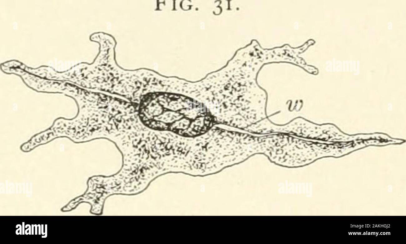 Textbook of normal histology: including an account of the development of the tissues and of the organs . little change—the connective-tissue corpuscle, thetendon-cell, the cartilage-cell, and the bone-corpuscle being morpho-logically identical. The principal forms in which connective tissue occurs are,— 1. Mucous tissue, as in the jelly of Wharton of the umbilical cord. 2. Growing, immature tissue, as in very young animals or in oldembryos. 3. Areolar tissue, as in the subcutaneous and intermuscular tissues. 4. Dense mixed fibrous a?id elastic tissue, as in the sclera, fasciae,etc. 5. Dense wh Stock Photo