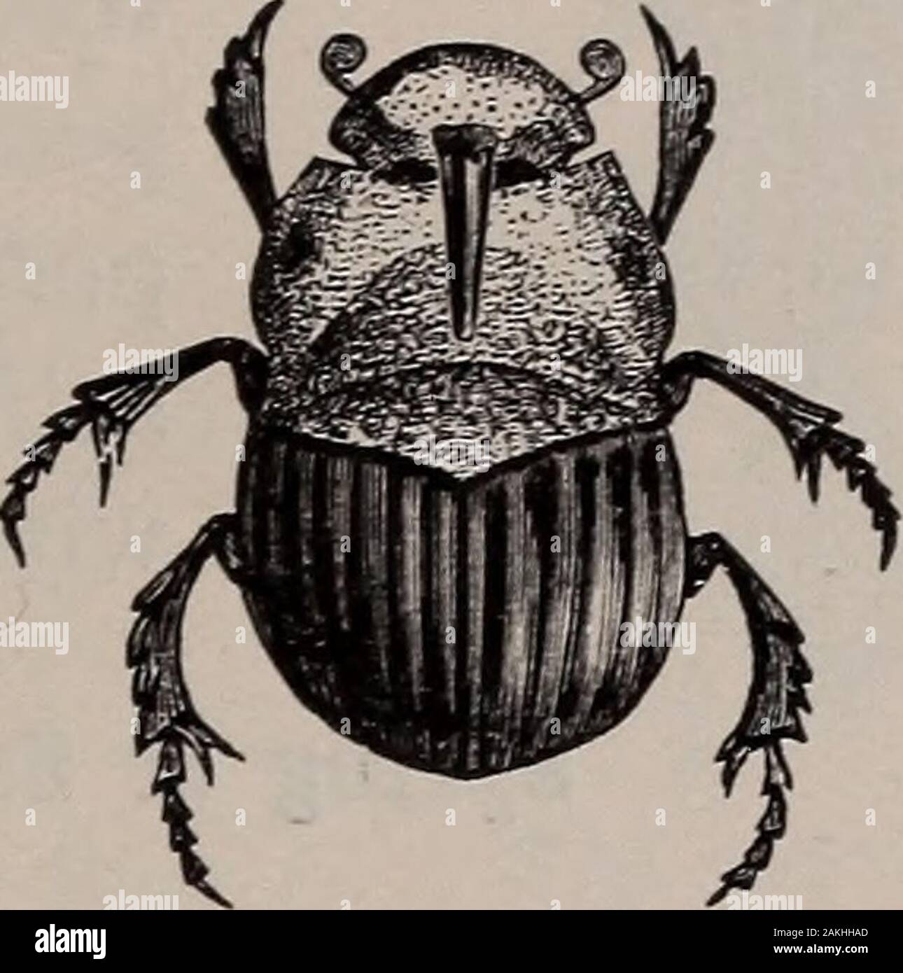 Natural history of animals; . Fig. 300. — Goldsmith Beetle. Fig. 301. — Phanaeus. inches long. Many are brilliantly colored, and thePhanaeus has a horn-like projection on the head. TheMay Beetles are Natural history of animals; . Fig. 300. — Goldsmith Beetle. Fig. 301. — Phanaeus. inches long. Many are brilliantly colored, and thePhanaeus has a horn-like projection on the head. TheMay Beetles are