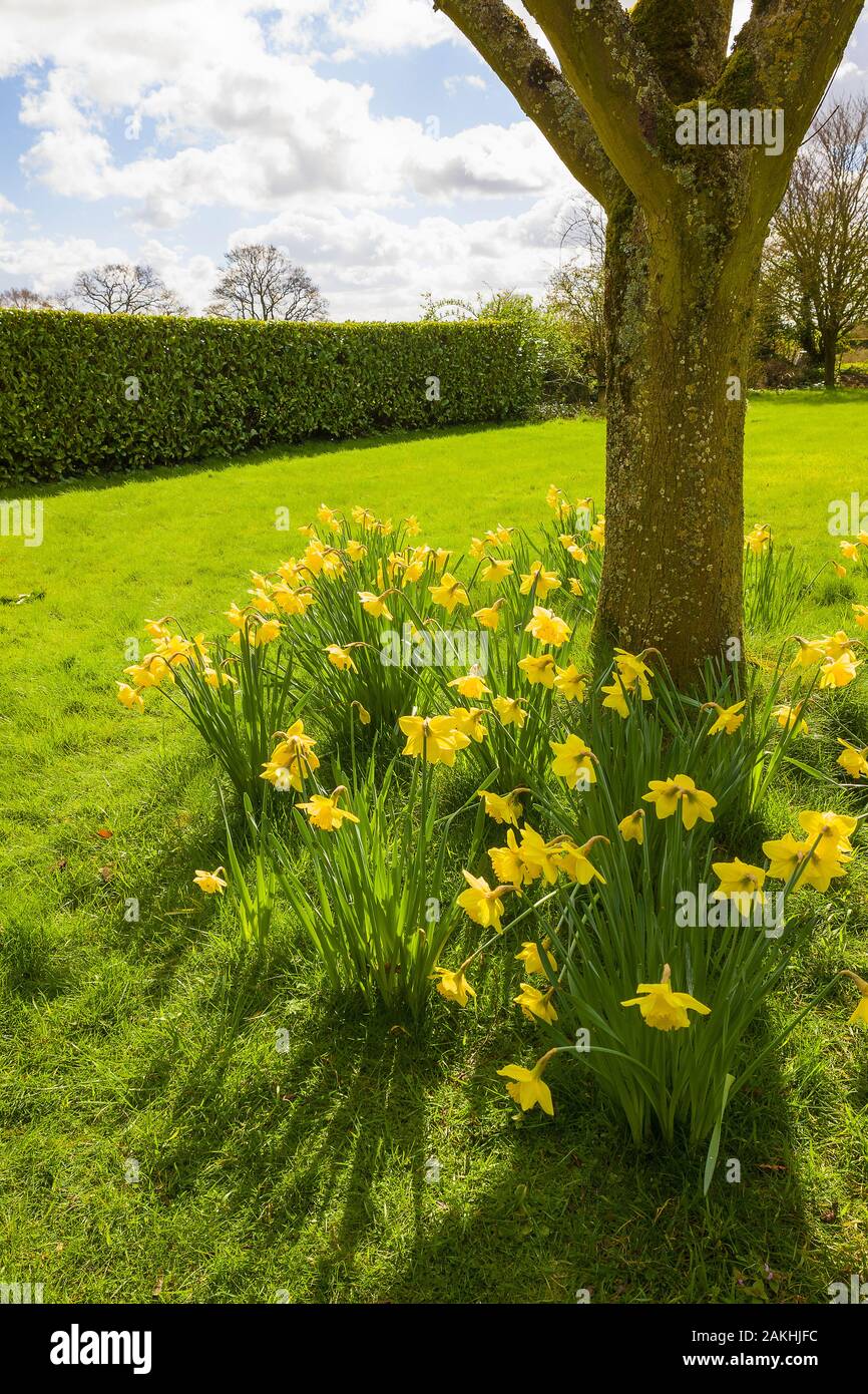 Naturalized daffodils flowering around the bole of a tree in an English