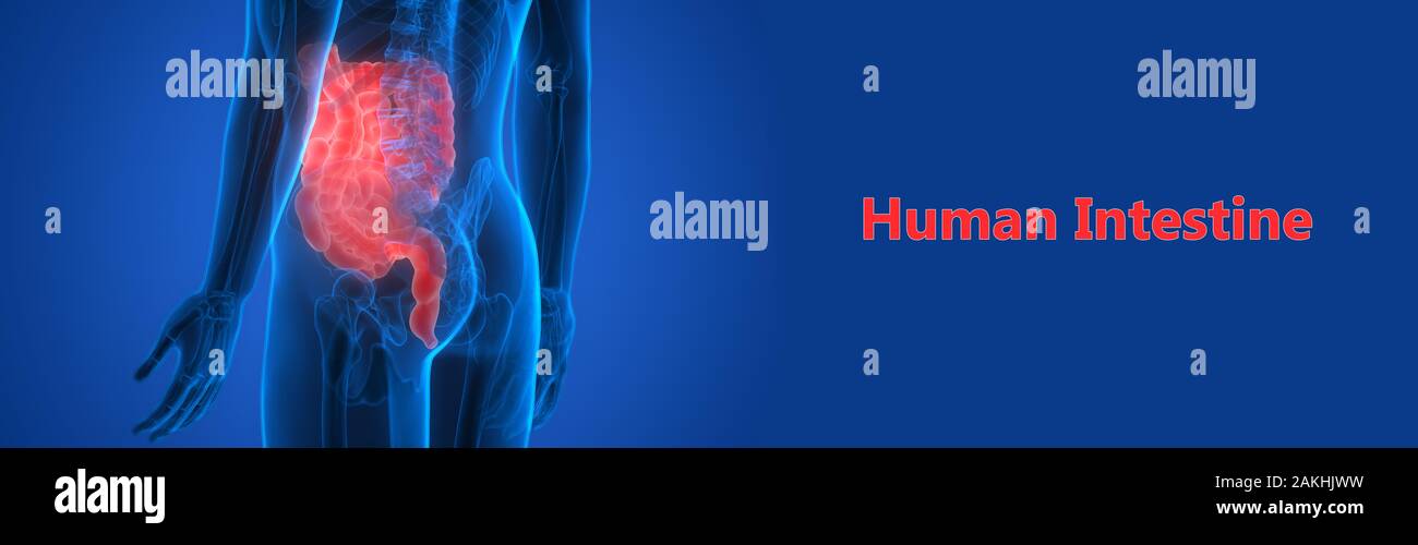 Human Digestive System Anatomy Stock Photo