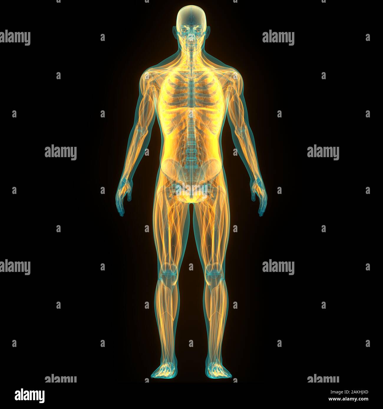 Muscles a Part of Human Muscular System Anatomy Stock Photo Alamy