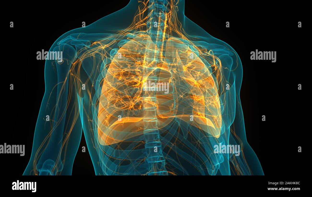 Human Respiratory System Lungs Anatomy Stock Photo - Alamy