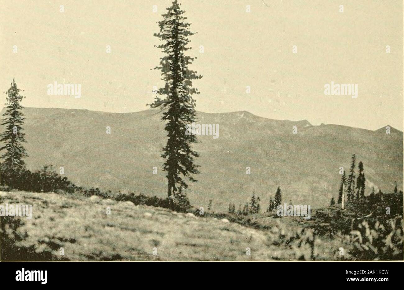 California mines and minerals . ore. One of these prominent quartz