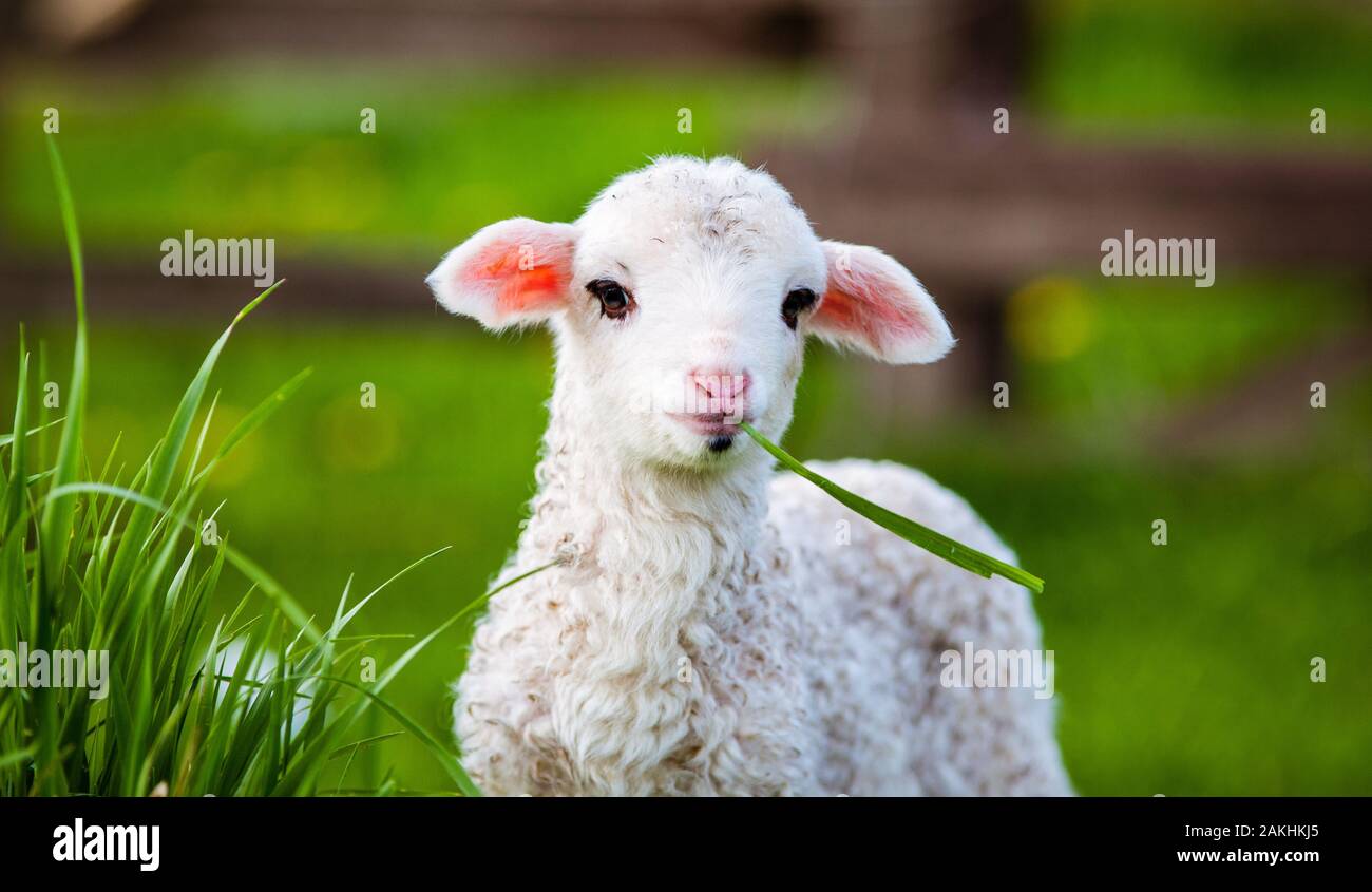 portrait of cute little lamb grazing in green spring meadow Stock Photo ...