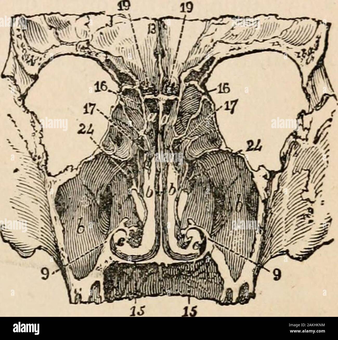 Outlines of comparative physiology touching the structure and