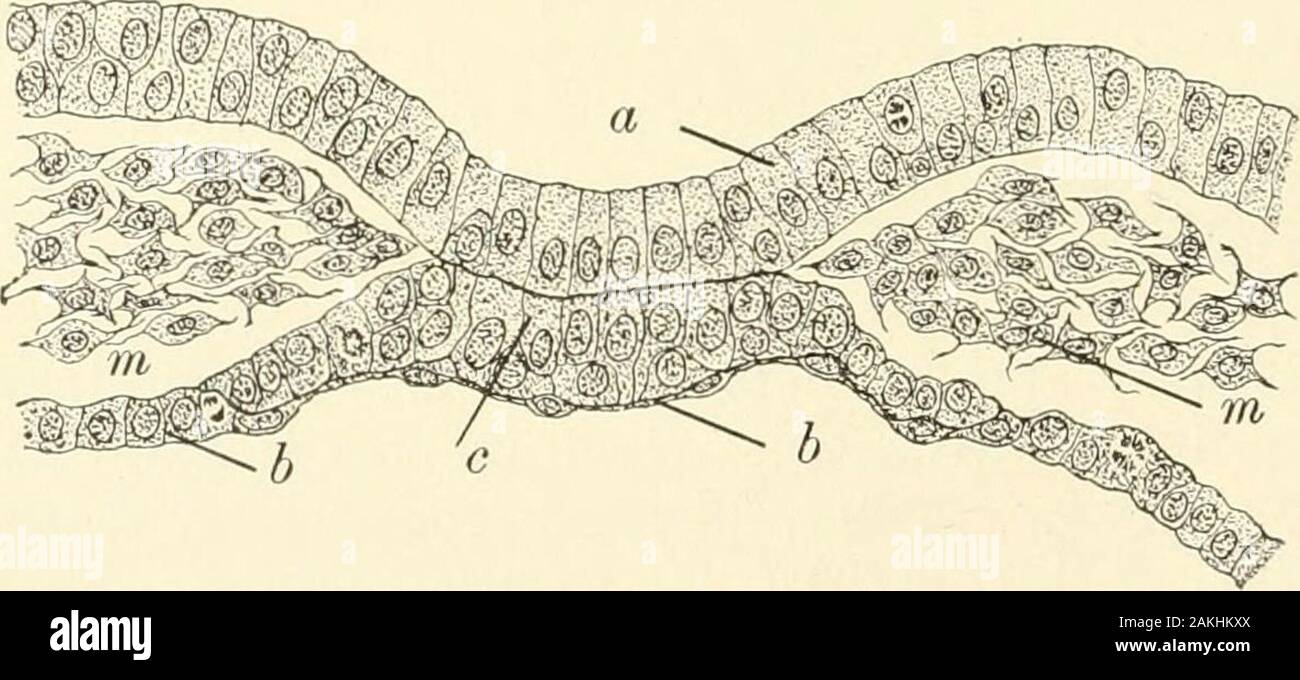 Histology fibrous hi-res stock photography and images - Alamy
