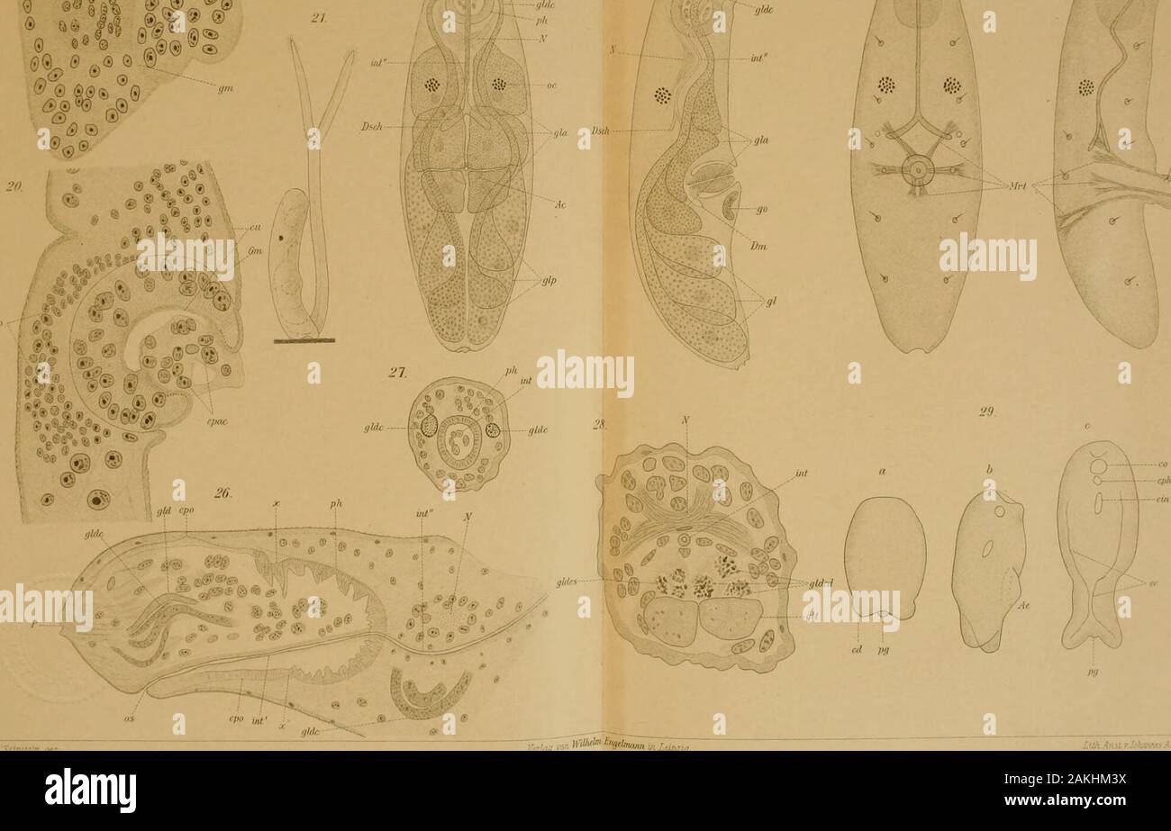 Zeitschrift Fur Wissenschaftliche Zoologie W L Ij Vuj Znifchritl Fniss Znohqir Iui Xcll Tof X W 0 I O T9 R I L I Aiyng Rusrlirin Fu Iss Nnlngw Ssd Xcil