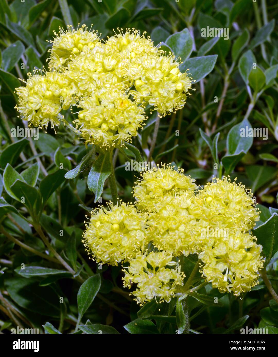 Eriogonum umbellatum (sulphurflower buckwheat) is native to western North America where it can be found in many habitats. Stock Photo