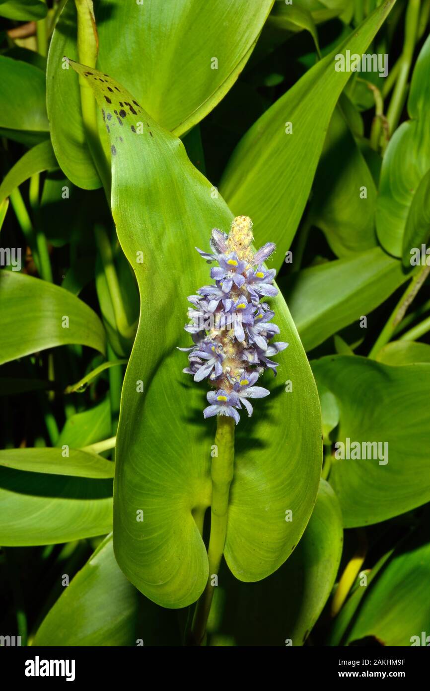 Pontederia cordata (pickerelweed) is an aquatic plant native to north and south America. Stock Photo