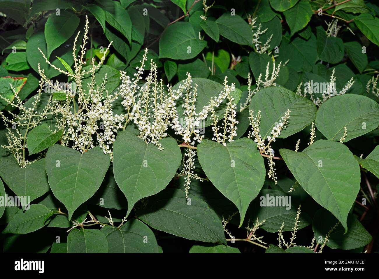 Reynoutria japonica (Japanese knotweed) is native to East Asia growing in wetlands and disturbed areas including volcanic soils high in sulphur. Stock Photo