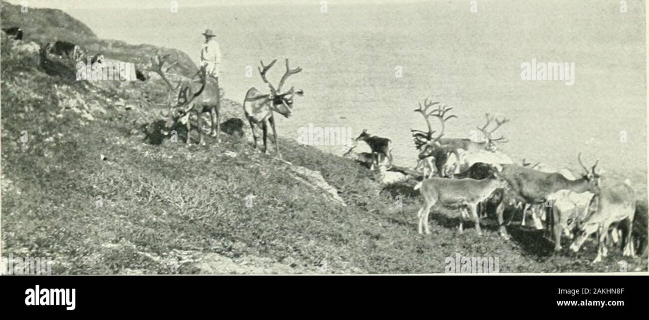 Labrador: its discovery, exploration, and development . gone under in the fightfor existence. His endeavour has been always to avoidpauperizing those whom he assists, and therefore he hasrequired that some work, or service of some kind, shallbe given in return. In many cases the benefit has beenpermanent, in others the withdrawal of help wouldmean a relapse into poverty. A great deal has been said and written about thesupplying system. It is certain that the system is evil,equally bad for both supplier and supplied. On theone hand it leads to rapacity and extortion, and onthe other to dishones Stock Photo