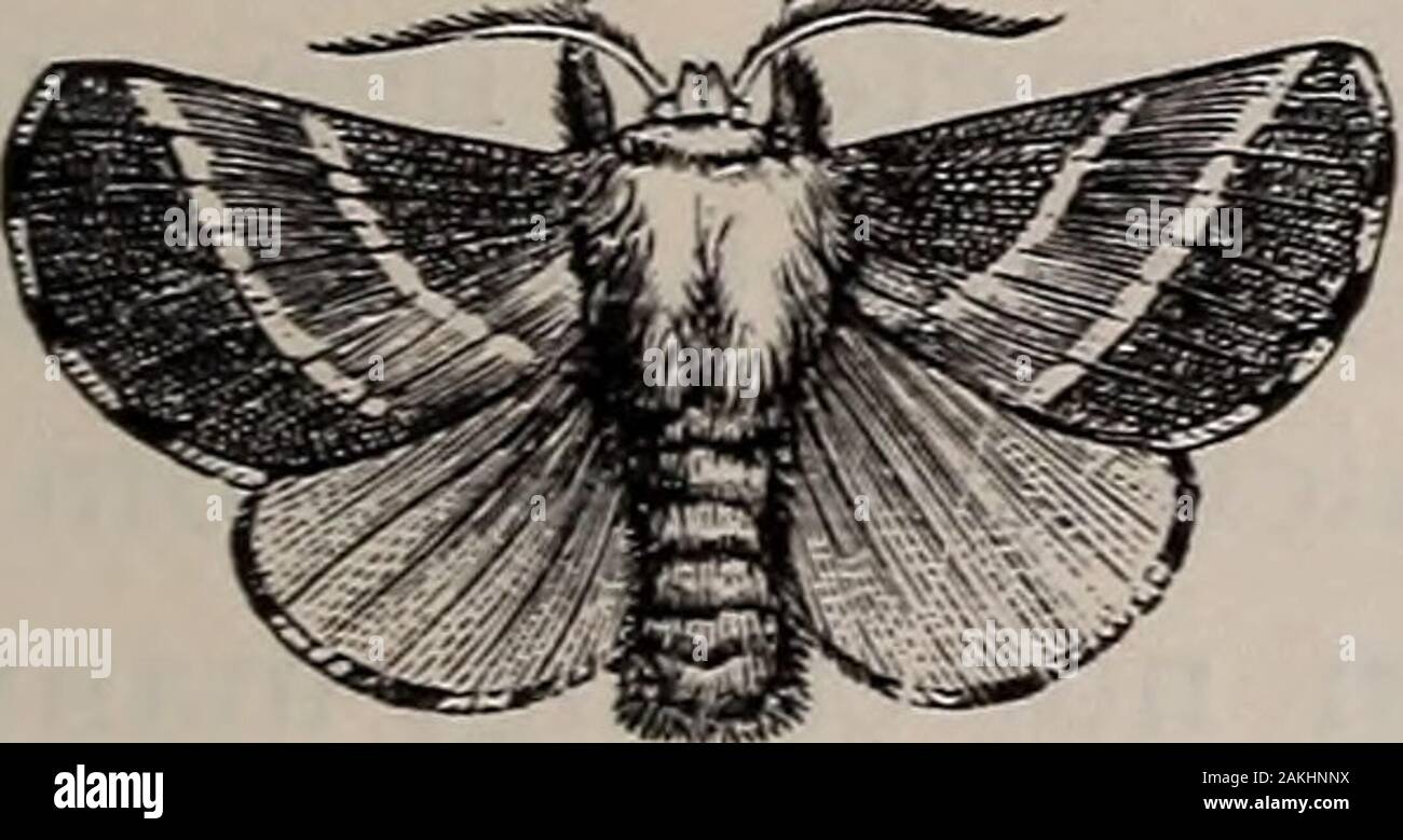 Natural history of animals; . ilken threads, the LEPIDOPTERA: MOTHS. 165 leaf that is to cover its cocoon, so that it shall not fallin autumn ; then it spins its cocoon on the leaf, bend-ing over the edges to cover it. The Luna, or Pale Empress of the Night, is of adelicate light green color; the hind wings are pro-longed into a tail, and each wing has an eye-spot, whichis transparent in the center and surrounded by rings ofwhite, red, yellow, and black. The caterpillar lives onthe walnut and hickory, and is bluish green, with ayellow stripe on each side, and yellow stripes acrossthe body. It Stock Photo