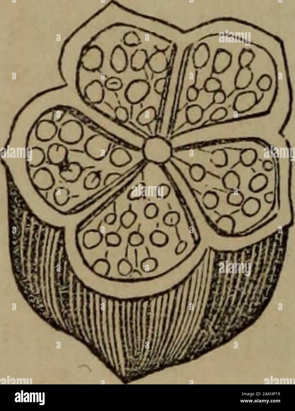 Botany of the Southern states . vary, it fol-lows that the dissepiments, however thin andmembranous they may be, in some cases, are in reality double.All true dissepiments are necessarily vertical, and never hori-zontal, since the inflected margins of leaves could not unite insuch a manner. The number of dissepiments is always equal tothe number of carpels of which the ovary is composed, and thedissepiments are always alternate with the stigmas. A simpleovary can have no dissepiment. Should any fruit be observedwith dissepiments not reconcilable to the above principles, they arecalled spurious Stock Photo
