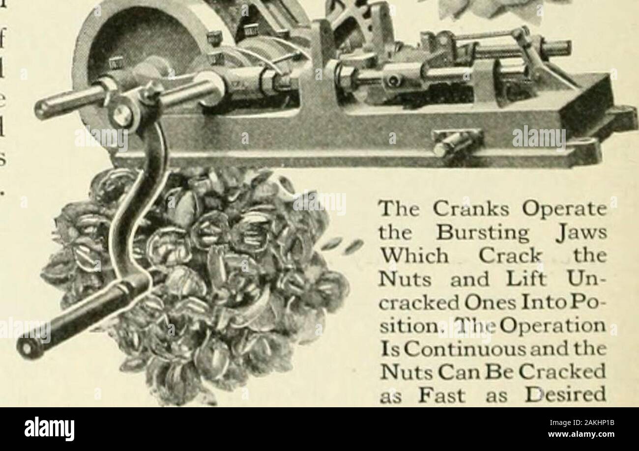 Popular science monthly . .A machine has been invented byan ICnglisli firni, which is said tocrack the nuts more c|uickly andwith less waste than any appar-atus heretofore devised. Thepressure is ajiplied to tlie nutslengthwise, and each nut is placed in a position between the burstingjaws, hollowed out so as to safely holdthe nose or rounded part, and is therecracked. As fast as one is crackedanother is lifted in position, so that theoperation is continuous. The operatorsimply turns the crank, and the nuts arecracked as fast as they are fed to thebursting jaws. Below the machine is a ho]jper Stock Photo