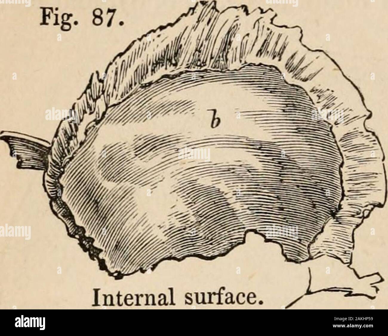 Outlines of comparative physiology touching the structure and development of the races of animals, living and extinct : for the use of schools and colleges . External surface 120 BONES OF THE SKULL. Fig-87-. Internal surface. Fig. 88. 14. Figs. 88 and 89 represent the anterior and posterior surfacesof the petrous portion of the temporal bone in which the in-ternal ear is situated. Theseparts, consisting of the tym-panum and its ossicles, thelabyrinth with the vestibule,semicircular canals, and coch-lea, have been already de-scribed in our section on theinternal ear. § 150 to 154. [§ 245. Fig. Stock Photo
