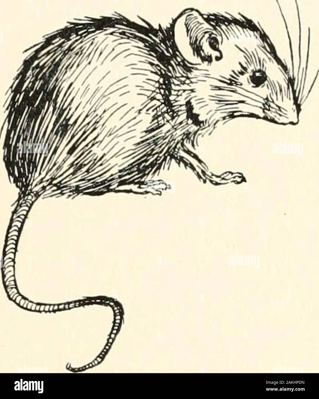 The Fairy Tales Of The Brothers Grimm Istressed When His Master Was Changed Into A Frog That Hehad Caused Three Iron Bands To Be Placed Round His Heart Lestit Should Break