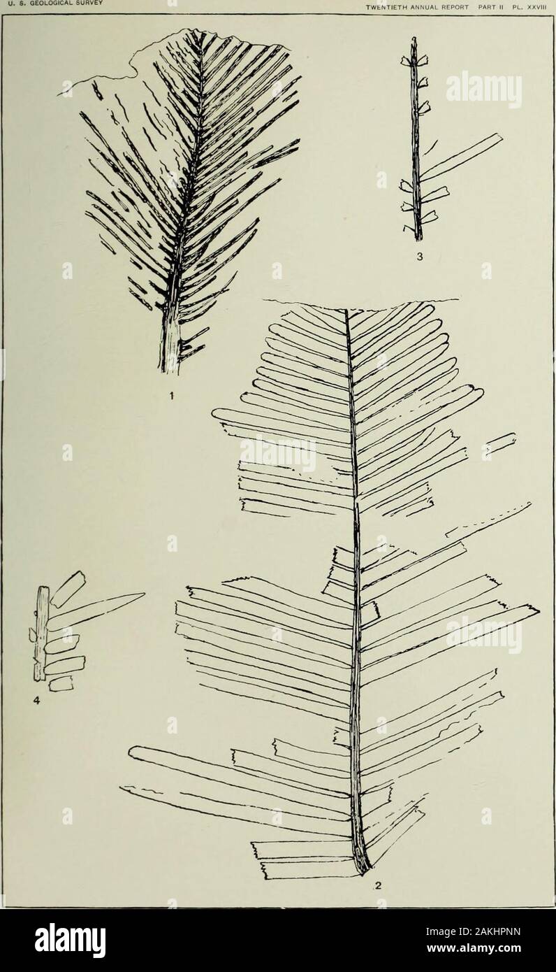 Annual report of the United States Geological Survey to the Secretary of the Interior . CTENOPHYLLUM GRANDIFOLIUM, FROM THE TRIAS OF PENNSYLVANIA, UNl^RSHYoflUUNO PLATE XXVIII. PLATE XXVIII. Page Fig. 1. Ctexophyllum Waxneriaxlm Font. n. sp 243 Fig. 2. Dioonites Carnallianus (Gopp.) Bom 244 Figs. :!, 4. Zamites pennsylvanicus Font. a. sp 245 446. CYCADACEOUS PLANTS FROM THE TRIAS OF PENNSYLVANIA OF THE UNIVERSITY of ILLINOIS. PLATE XXIX. 447 PLATE XXIX. Page. Figs. 1-4. Zamites yorkexsis Font, a, sp 245 Figs. 2 and 4. Pinnules of Figs. 1 and 3, respectively, enlarged. Figs. 5-7. Podoza.mites d Stock Photo