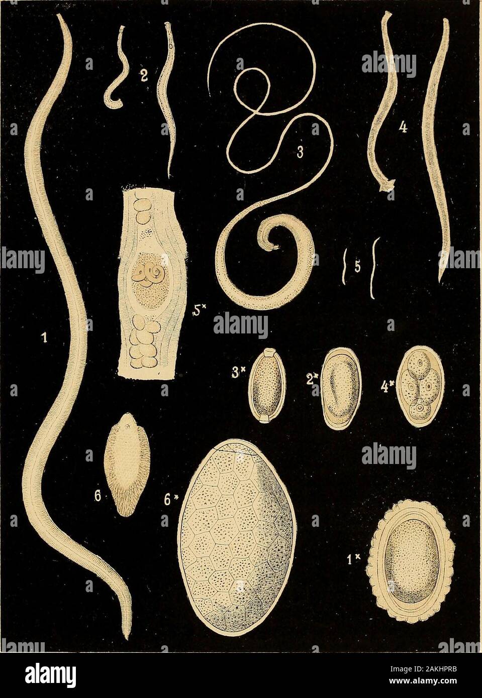 Parasite Eggs In Stool