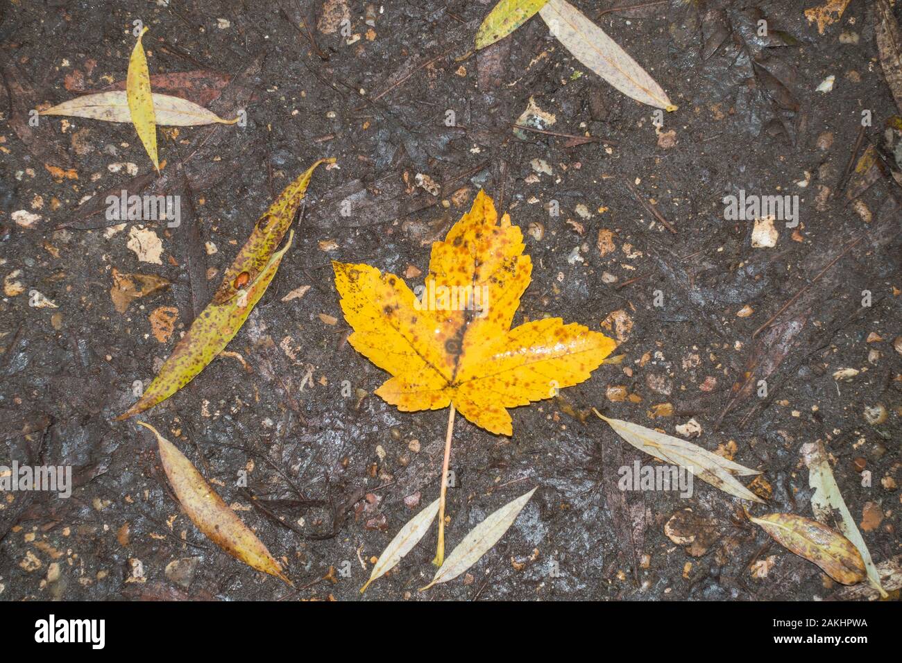 Fallen Poplar tree leaf in autumn colour autumn 2019 Stock Photo