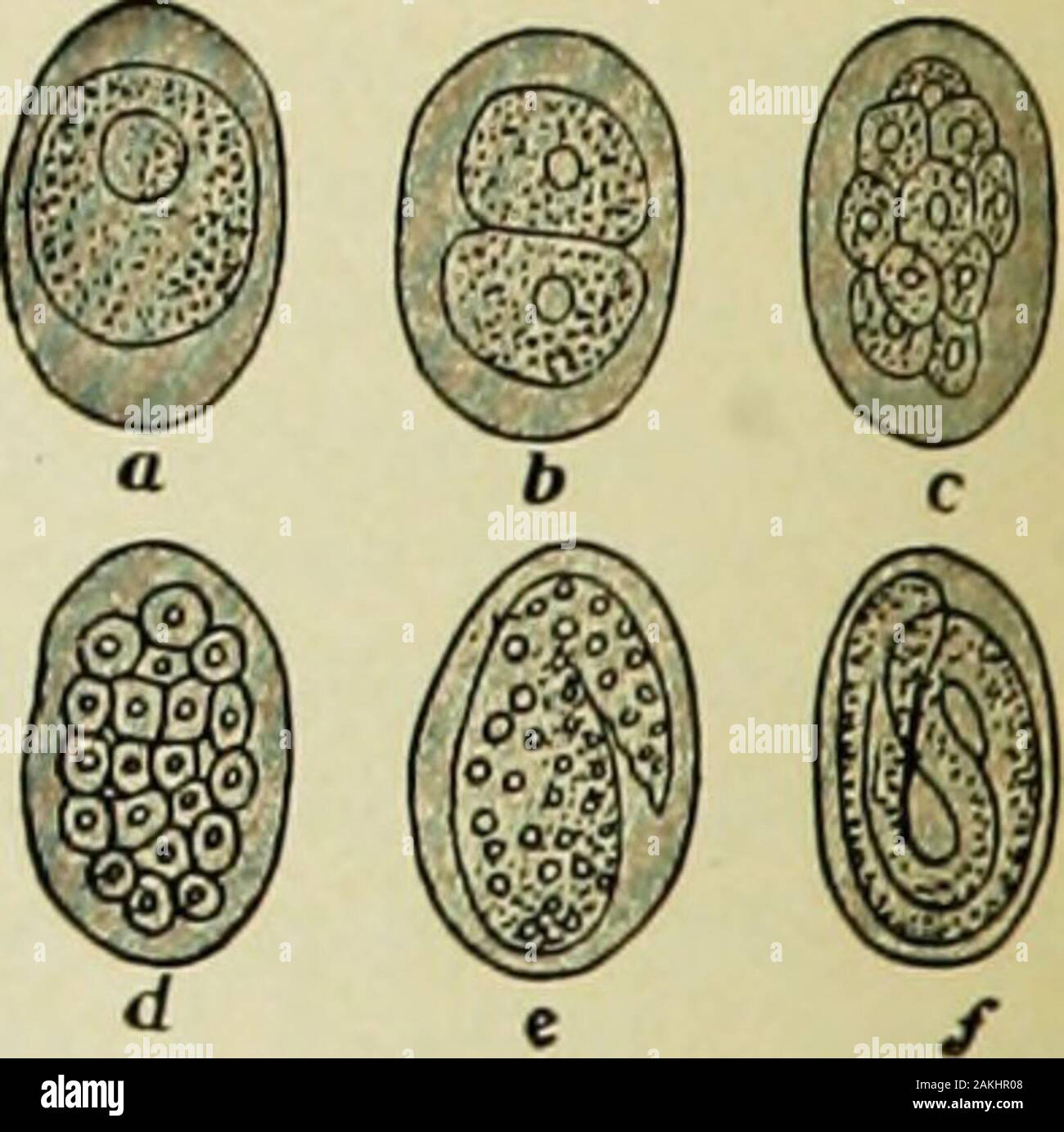 huevo de ancylostoma duodenale