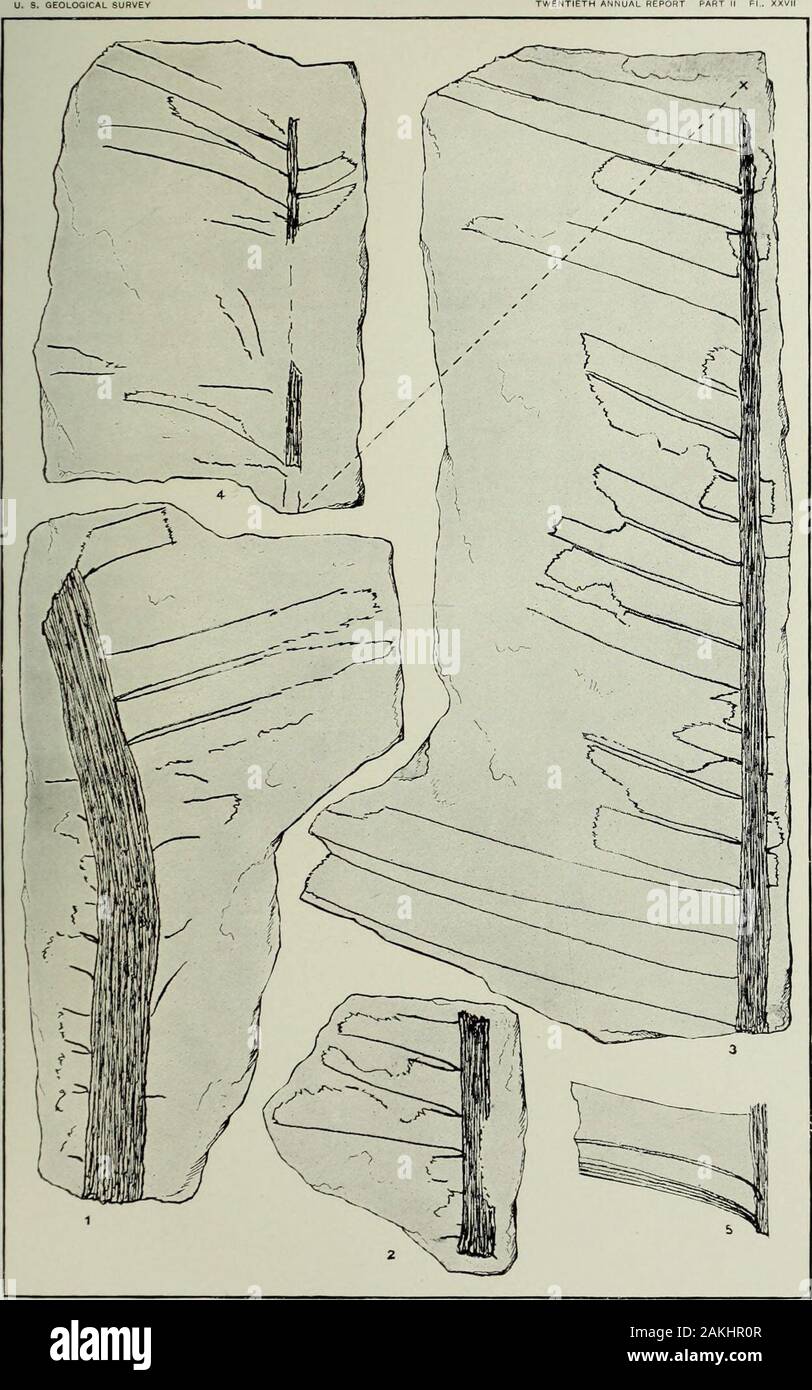 Annual report of the United States Geological Survey to the Secretary of the Interior . CYCADACEOUS PLANTS FROM THE TRIAS OF PENNSYLVANIA. PLATE XXVII. PLATE XXVII. Page. Ctenophyllum grandifolium Font 243 Figs. 1-5. Separated parts of the same leaf. Fig. 4. Portion of pinnule, enlarged to show forking nerves. 444. CTENOPHYLLUM GRANDIFOLIUM, FROM THE TRIAS OF PENNSYLVANIA, UNl^RSHYoflUUNO PLATE XXVIII. PLATE XXVIII. Page Fig. 1. Ctexophyllum Waxneriaxlm Font. n. sp 243 Fig. 2. Dioonites Carnallianus (Gopp.) Bom 244 Figs. :!, 4. Zamites pennsylvanicus Font. a. sp 245 446 Stock Photo
