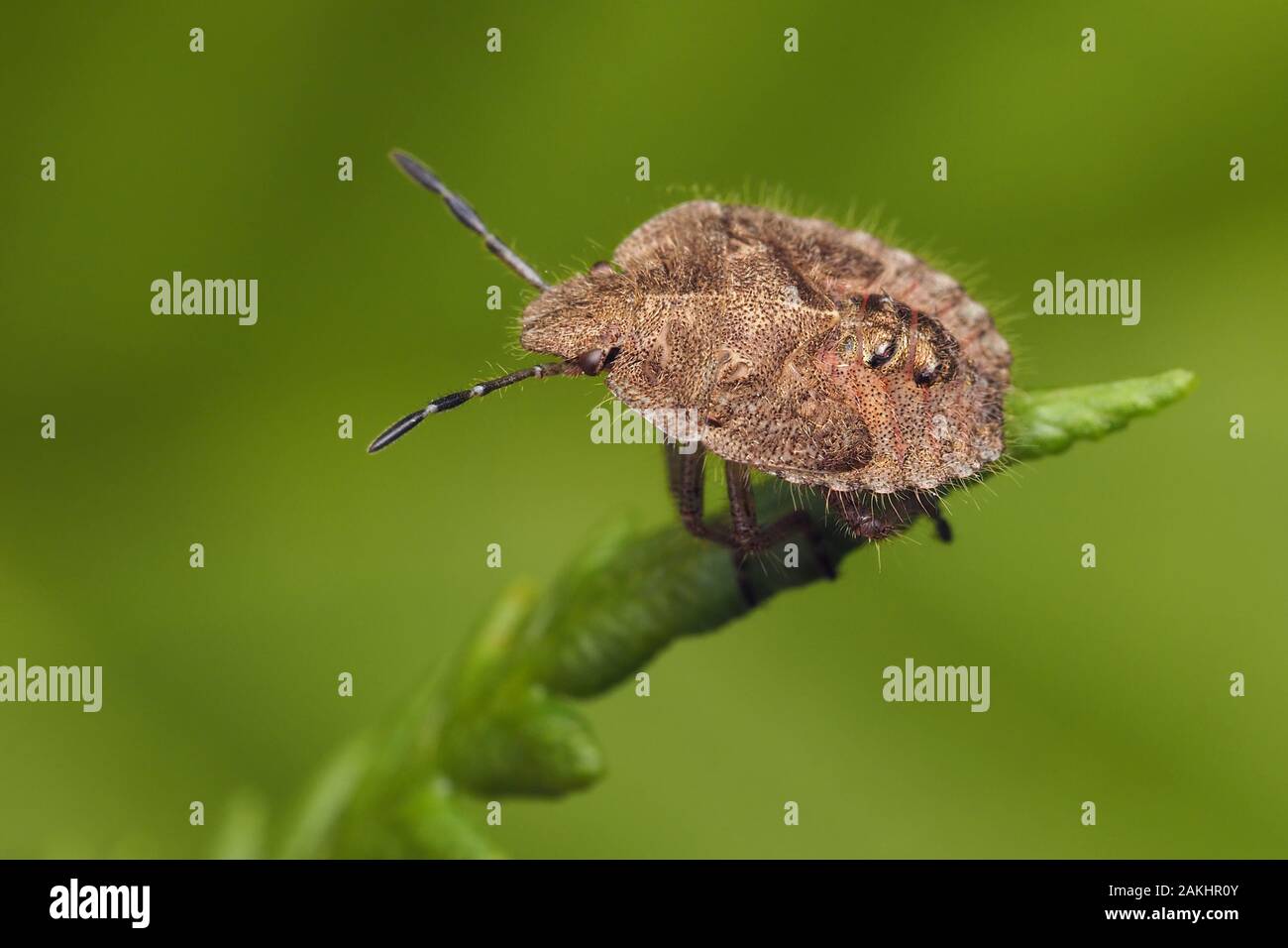 Hairy Shieldbug nymph (Dolycoris baccarum) sitting on top of fern. Tipperary, Ireland Stock Photo