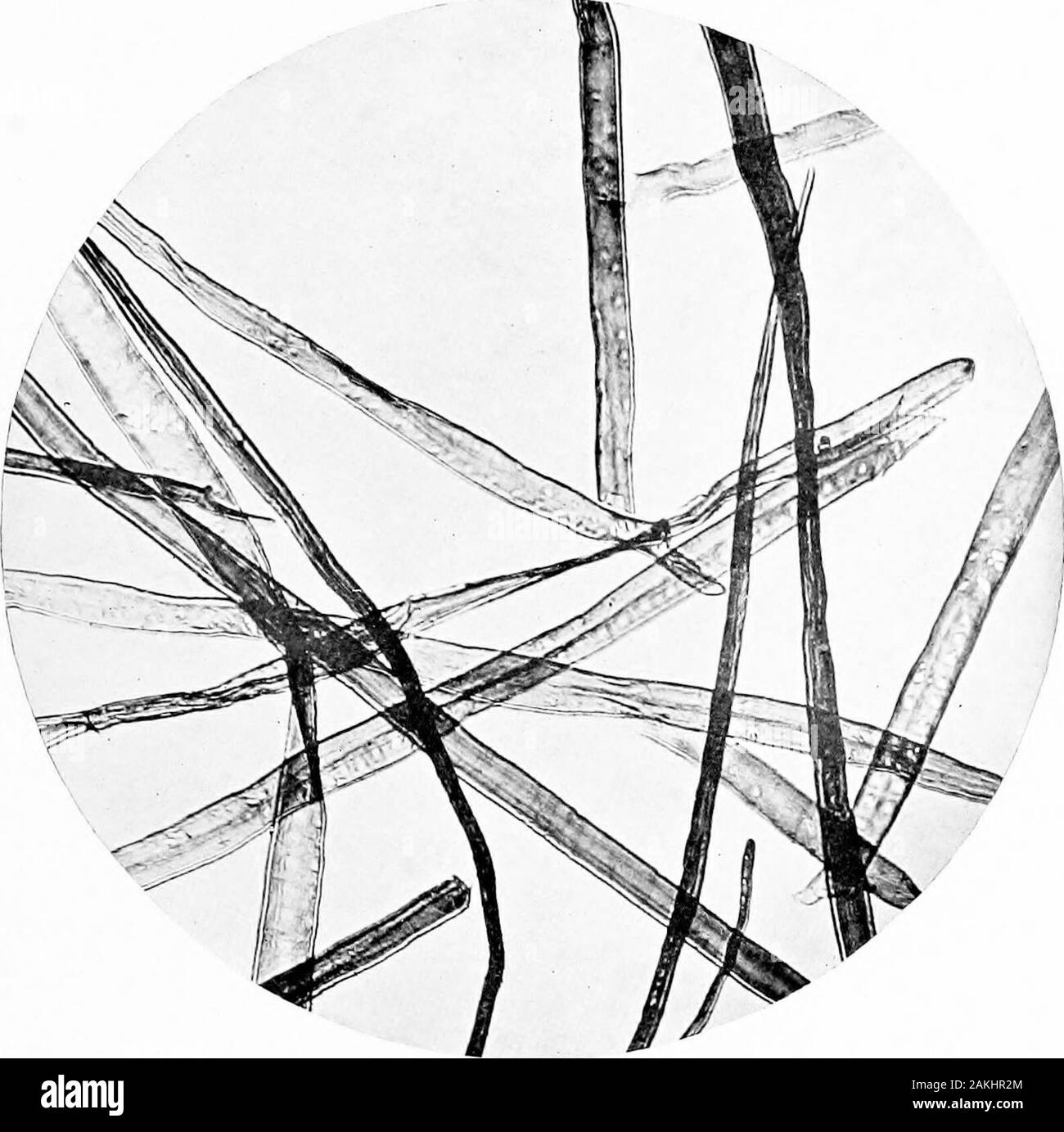 Chemistry of pulp and paper making . Plate 14 Balsam Fir (Abies balsa^nea) Magnification 100