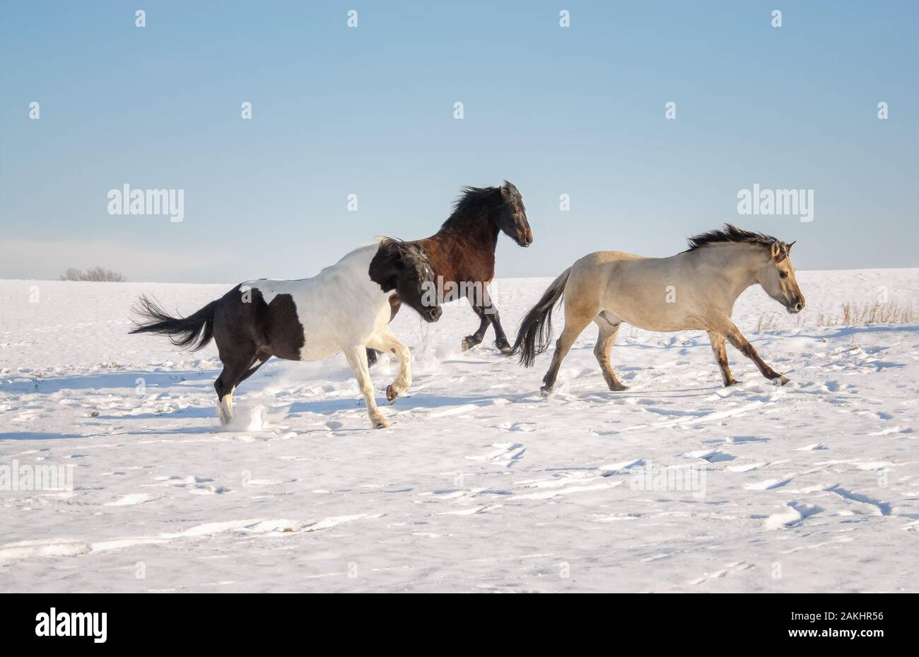 Group of three horses, different coat colors, running together at a gallop across a snow covered meadow on a cold sunny winter day Stock Photo