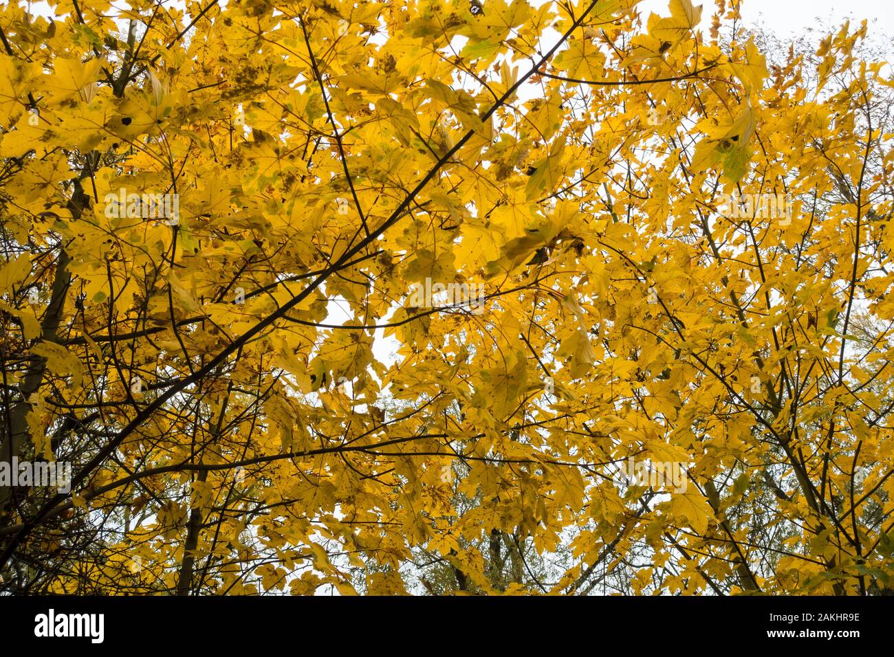 Poplar trees changing colour in autumn 2019 Stock Photo