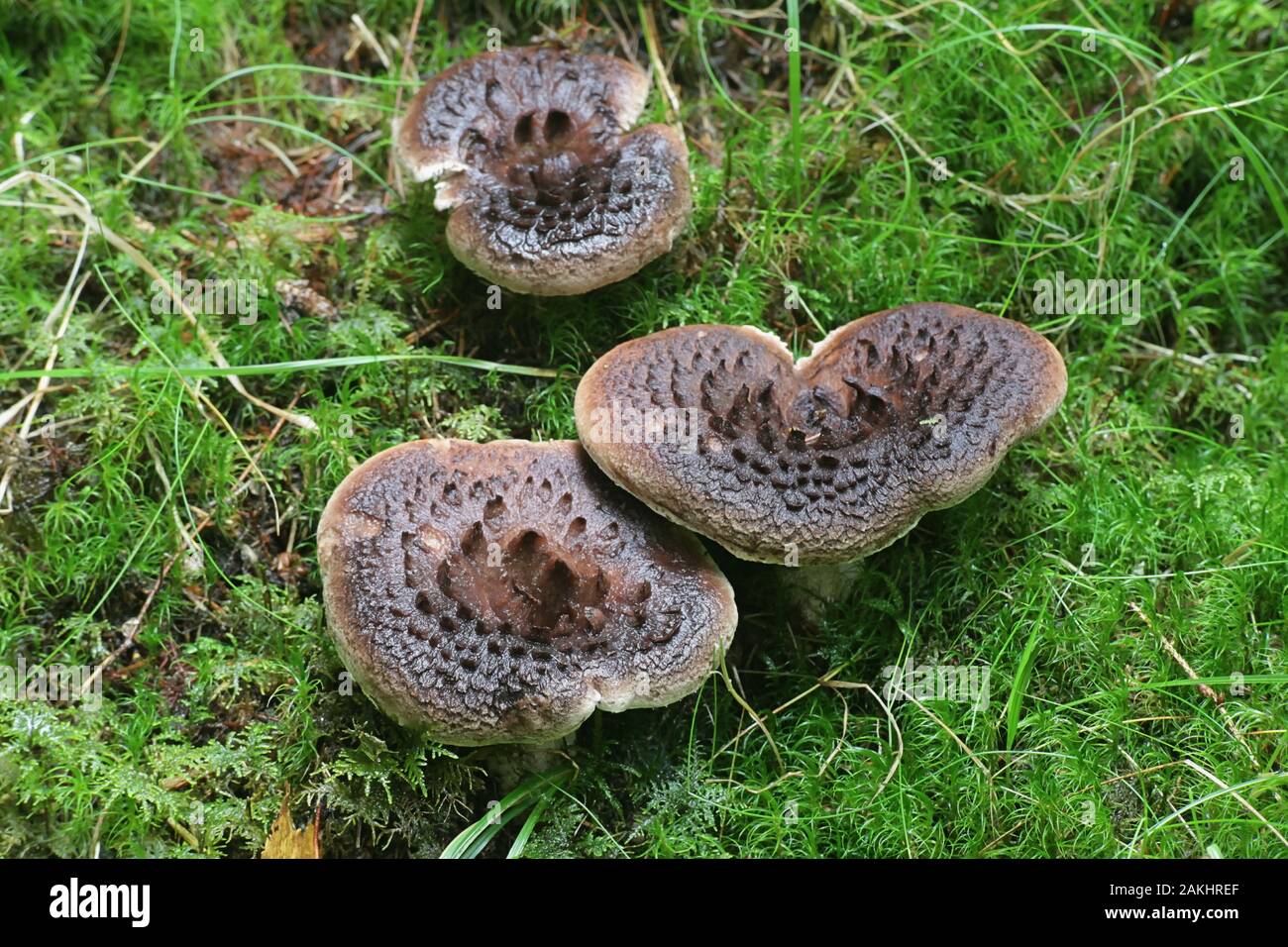Sarcodon imbricatus, known as the shingled hedgehog, scaly hedgehog or  Scaly Tooth, tooth fungi from Finland Stock Photo