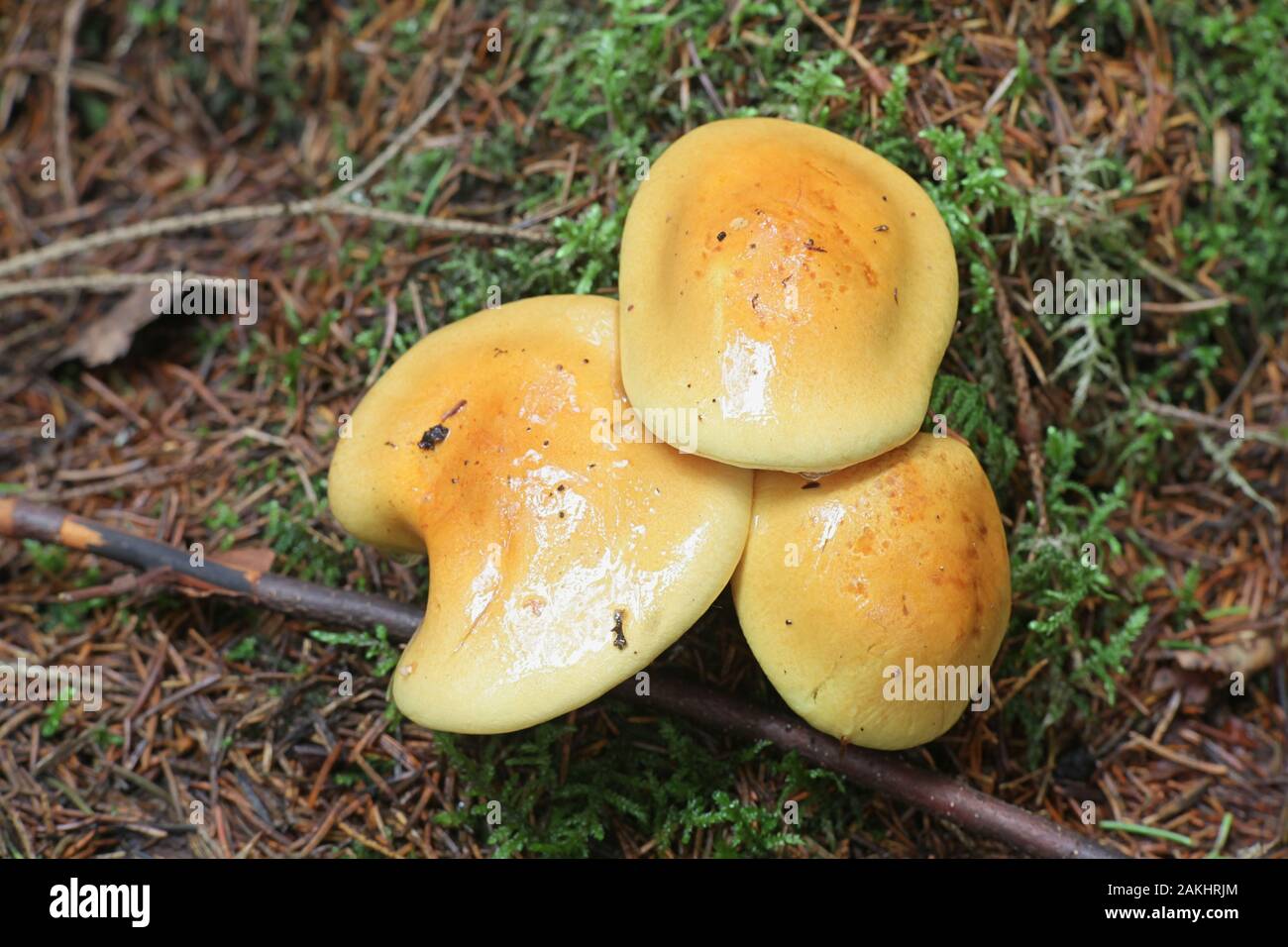 Cortinarius multiformis, orange webcap from Finland Stock Photo