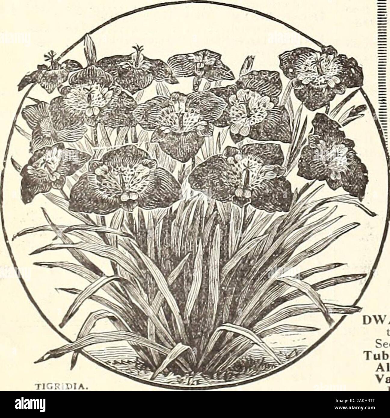 Peter Henderson & Co.'s spring 1899 florists' and market gardeners' wholesale catalogue of plants, flower seeds, bulbs, vegetable seeds, farm seeds, fertilizers, insecticides, toolsetc . white bell-shaped flowers Madeira Vine. Climbing Mignonette Montbretia Crocosmi.i-flora Spikes of star-shaped orange red flowers Miila Biflora. Flowers, star-shaped, 2 in. across, clear waxy white Oxalis Lasiandra Rosy pink Deippi. Rosy white Pancratium Calathinum. Clusters of large fragrant, pearly white flowers Tigridia. Conchlflora. Dark yellow, ied spots.Pavonia Grandiflora. Crimson, centre mot-tled yellow Stock Photo