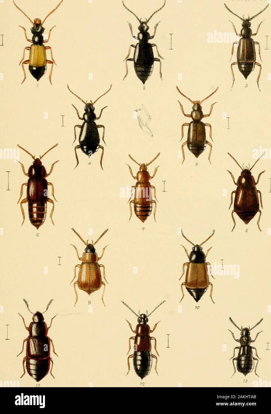 The Coleoptera of the British islandsA descriptive account of the families, genera, and species indigenous to Great Britain and Ireland, with notes as to localities, habitats, etc . Rlfcgan.del. etitii. i:ioerttBrooksDay&SoiiJmp L Reeve &C° London. :;ty U5A PLATE LXVIII. Fig. 1. Anthophagns alpiuus, Pai/k. (male). 2. Geodvomicus nigrita, Hull. 8. Lesteva longelytrata, Goeze. 4. ,, pubescens, Mannh.4a. „ ,, maxilla. 5. ,, sicula, Er. [punctata, Brit. Cat.).G. Acidota crenata, F. 7. „ cruentata, Mannh, 8. Olophrum piceum, Gyll. 9. Lathrimfeum atrocepliakim, Gyll. 10. Delipbrum tectum, Fayh. 11. Stock Photo