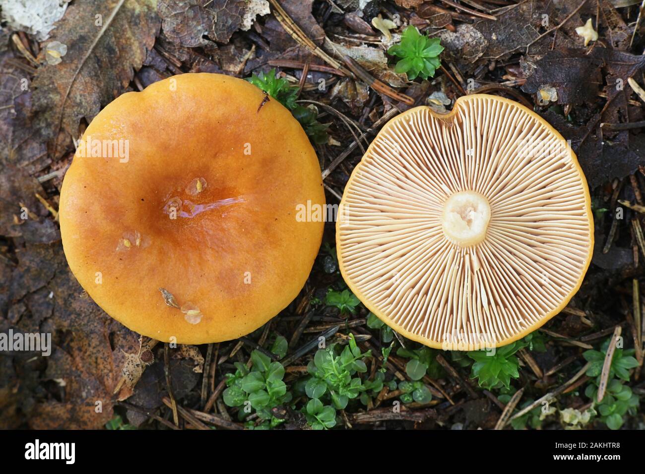 Lactarius aurantiacus, known as orange milkcap or orange milk-cap, edible mushroom from Finland Stock Photo
