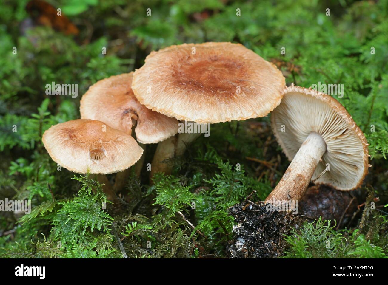 Tricholoma vaccinum, known as the russet scaly tricholoma, the scaly knight, or the fuzztop, wild toadstool from Finland Stock Photo