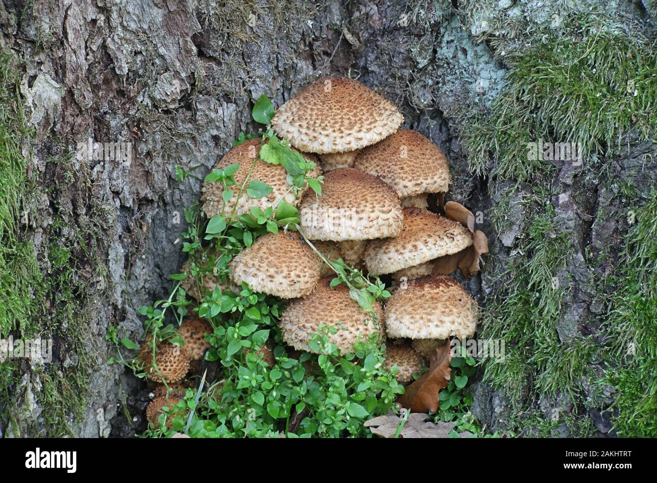 Pholiota squarrosa, commonly known as  shaggy scalycap, shaggy Pholiota, or the scaly Pholiota, mushrooms from Finland Stock Photo