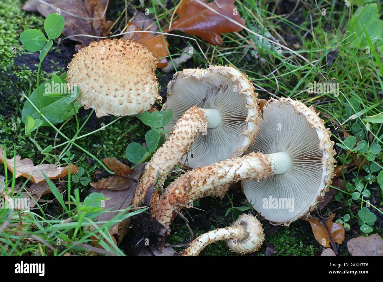 Pholiota squarrosa, commonly known as  shaggy scalycap, shaggy Pholiota, or the scaly Pholiota, wild mushrooms from Finland Stock Photo