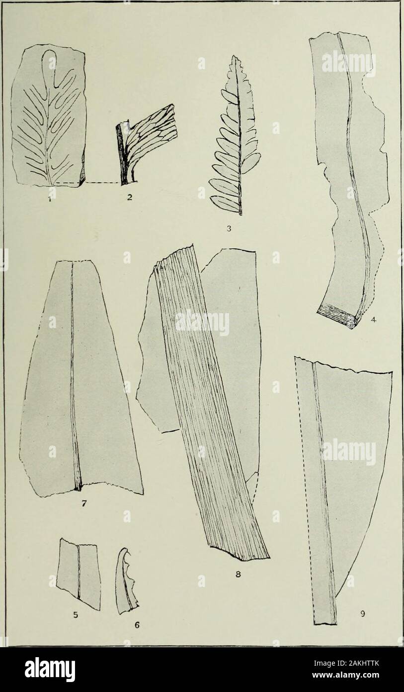Annual report of the United States Geological Survey to the Secretary of the Interior . CLADOPHLEBIS RETICULATA. FROM THE TRIAS OF PENNSYLVANIA. UBRARV LLiNOlS. PLATE XXII. 20 geol, pt 2 28 4.38 PLATE XXII. Page. Figs. 1,2. Thinnfeldia? reticulata Font. n. sp 235 Fig. 2. Base of a pinna, enlarged. Fig. 3. Astekocakpcs falcatus (Emm.) Font 237 Figs. 4, 5?, 6?. T.eniopteris ? yorkensis Font. n. sp 237 Figs. 7-9. Macrot.eniopteris magnifoua (Rogers) Schimp 238 434  U. S. GEOLOGICAL SURVEY TWENTIETH ANNUAL REPORT PART II PL. XXII. FERNS FROM THE TRIAS OF PENNSYLVANIA. OF THE UNIVERSITY «f ILLINOI Stock Photo
