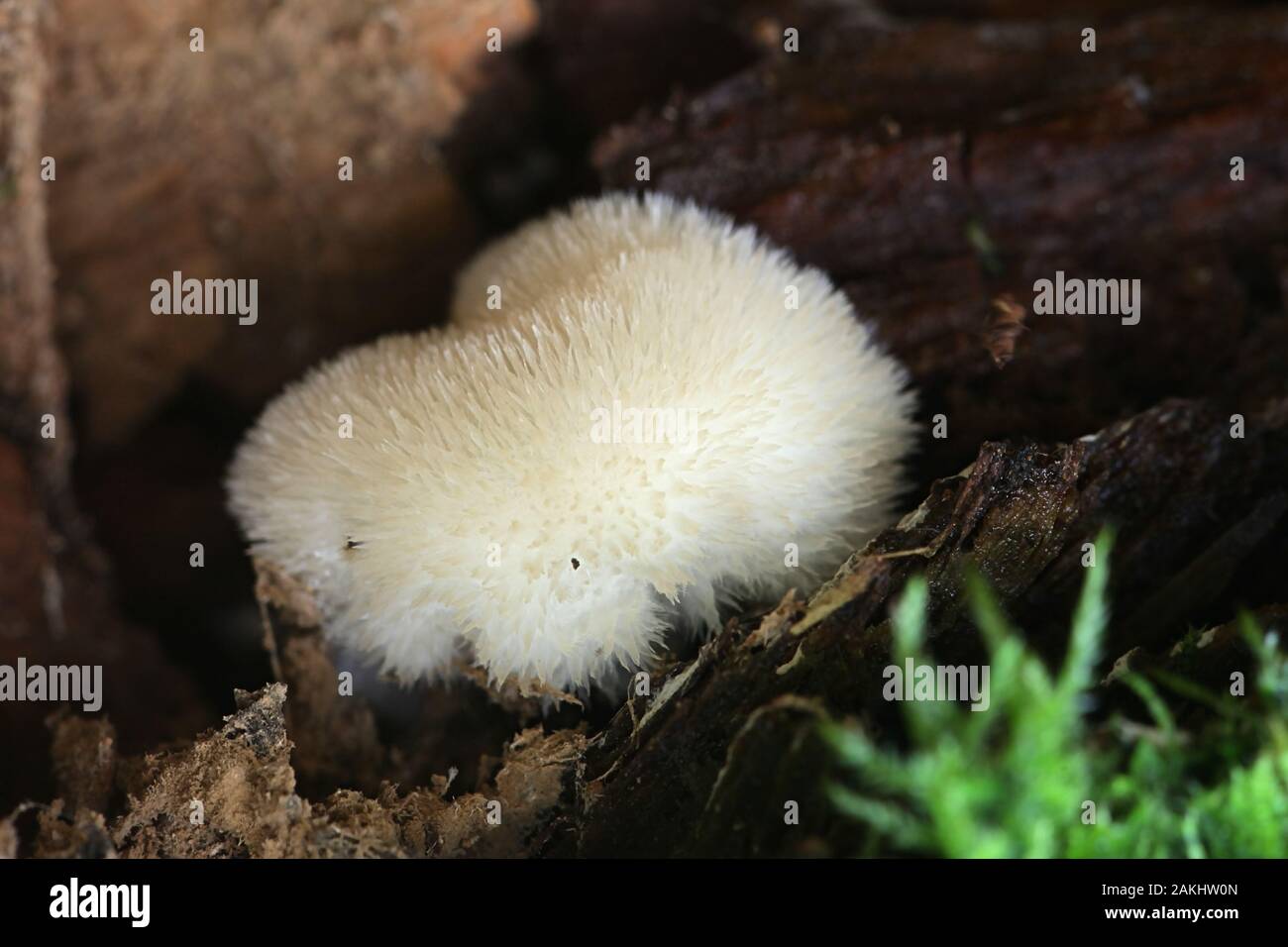 Postia ptychogaster, known as the powderpuff bracket, strange fungus from Finland Stock Photo