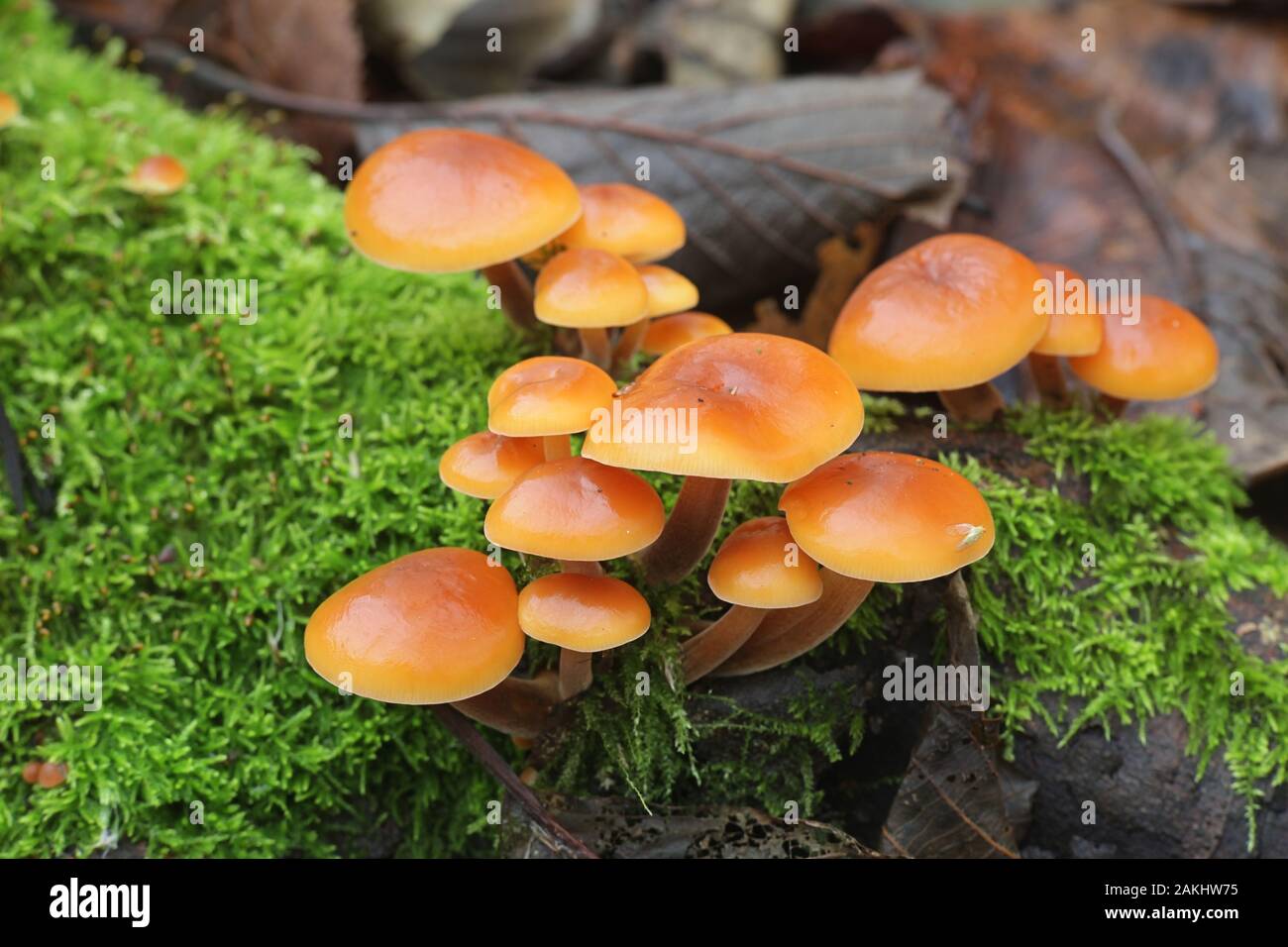 Flammulina velutipes, known as enokitake, futu, seafood mushrooms, winter mushrooms or winter fungus, velvet foot, or velvet shank Stock Photo