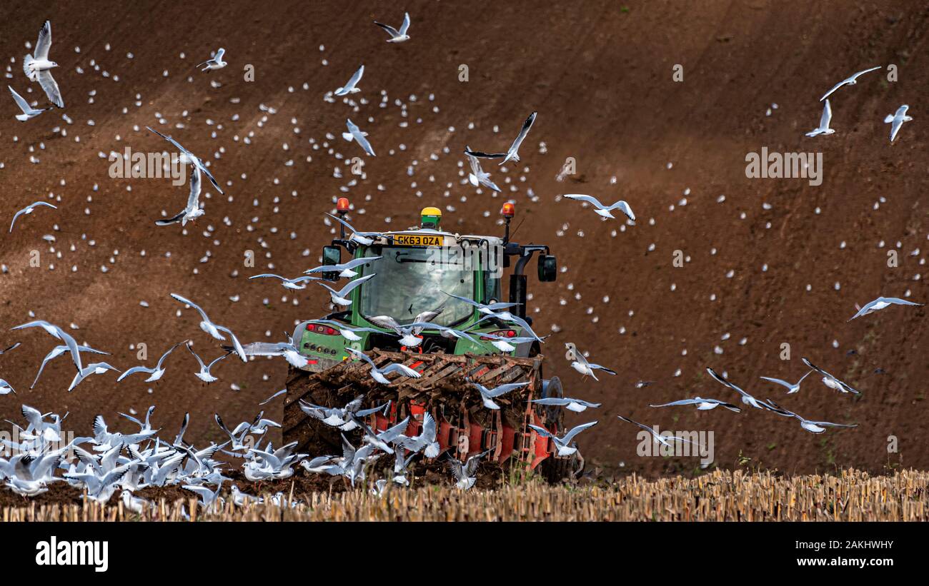 Birds ploughed field hires stock photography and images Alamy