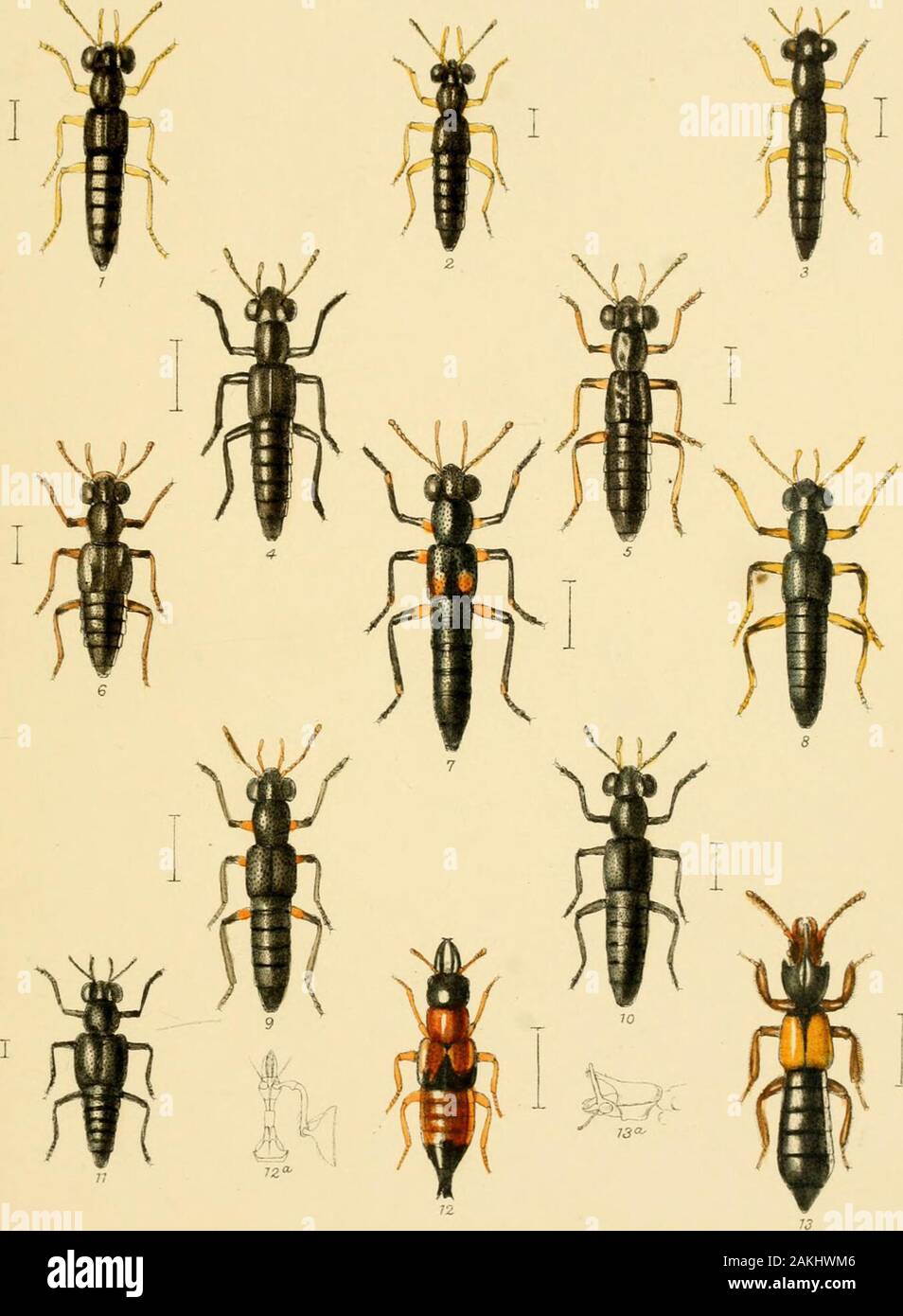 The Coleoptera of the British islandsA descriptive account of the families, genera, and species indigenous to Great Britain and Ireland, with notes as to localities, habitats, etc . RMorgaiudel. etlitiv. ^fincenl Brooks Day & Son,In^. LRee-re c5c C° londan. u TY 3 A PLATE LXY . 1.- Stenus 5 impressus, Germ. 2. Erichsoni, Rye. 3. flavipes, Steph. {Mum, Er.). 4. pubescens, StejjJi, 5. nitidiusculns, Steph. 6. l^icipeDiiis, Er. 7. Kiesemvetteri, Roxli. 8. similis, Herbst. 9. cicindeloides, Grav. 10. tarsalis, Ljungh. 11. fornicatus, Stepli. 12. Oxyporns rufiis, L. 12a. •&gt;?&gt; „ maxilla. 13. B Stock Photo