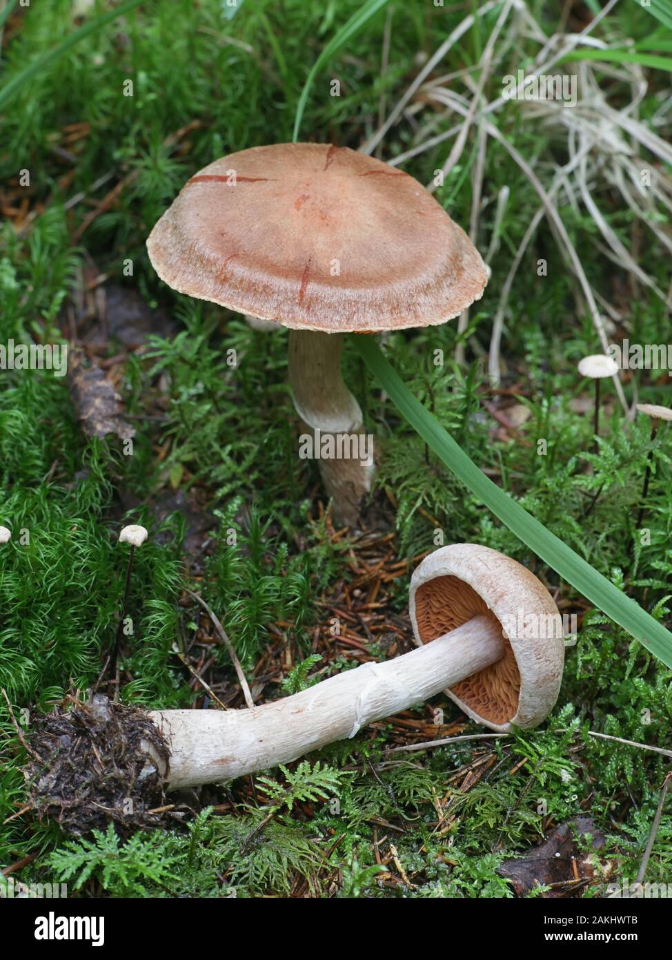 Cortinarius laniger, known as woolly webcap, mushrooms from Finland Stock Photo