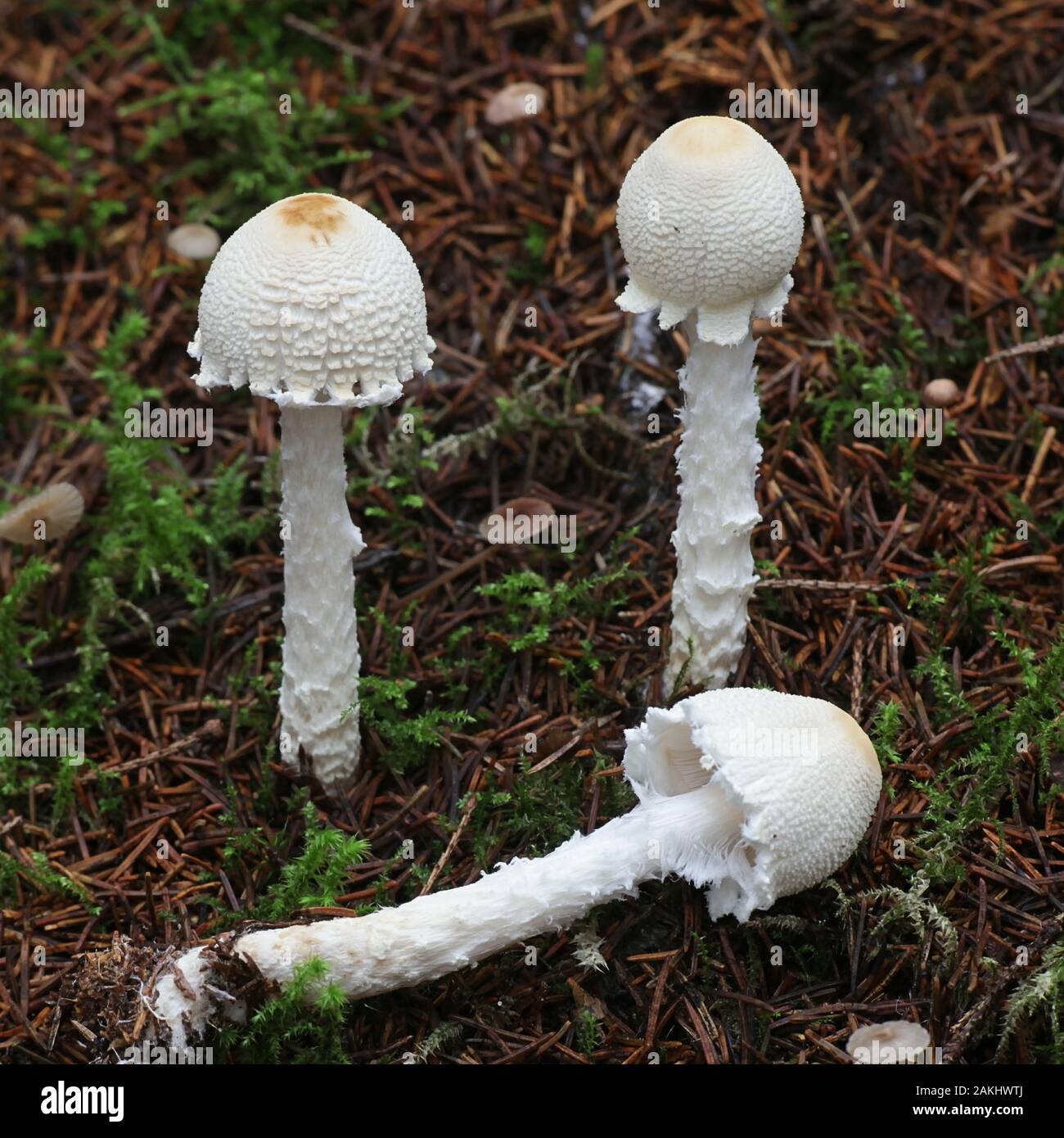 Lepiota clypeolaria, known as the shield dapperling or the shaggy-stalked Lepiota, poisonous mushroom from Finland Stock Photo