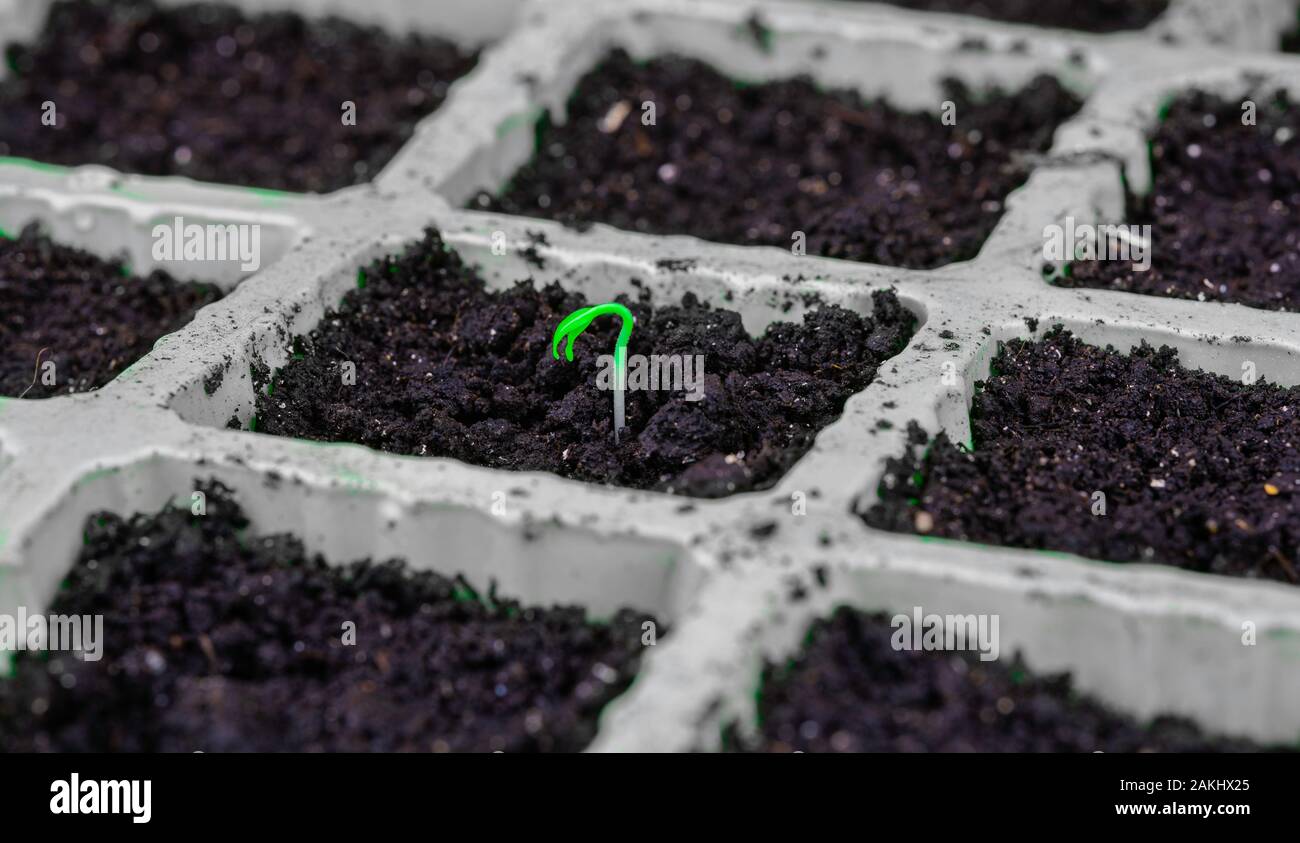 Carolina Reaper Chili Pepper (Capsicum Chinense) seedling. Sprouting from the soil in a growing container. Macro photo. Side view, flat. Stock Photo