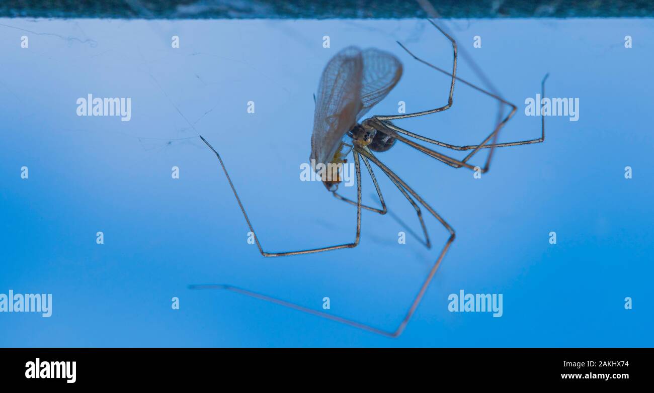 Daddy long legs spider or longbodied cellar spider (Pholcus phalangioides). Hanging down from its web and eating a living bug. Stock Photo