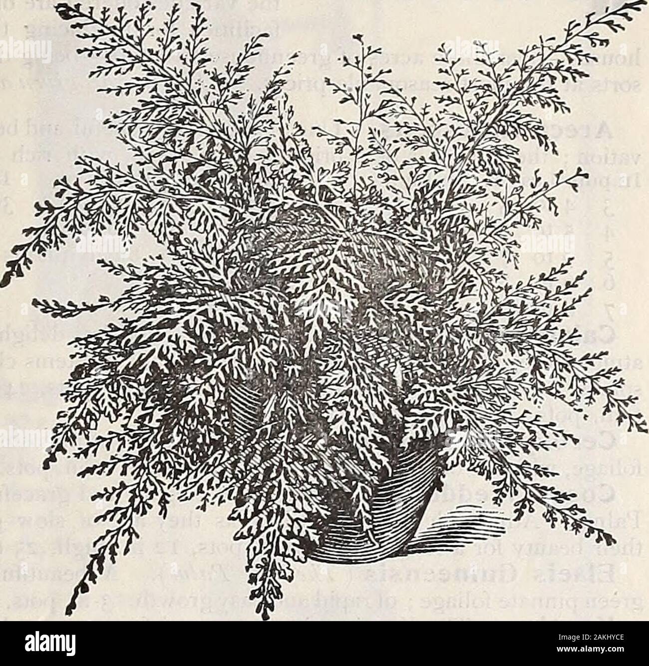 Dreer's mid-summer catalogue . of all the tree ferns andthe only variety which can be grown successfully in the living room ;it withstands the dry atmosphere and dust with as much impunity asthe hardiest palm. It isof spreading habit, withlong, arching, light greenfronds of graceful appear-ance. $1.00, $1.50 and$2.50 each. Davallia Stricta. A mostdecorative, dwarf growingfern with finely divided pin-na ; makes a pretty tableplant. 15 cts. and 25cts. each. Davallia Fijiensis Plu- ^, mosa. One of the ^fffflffni finest species in cultiva-tion, and a grand fern inevery way, whether grownas a house Stock Photo